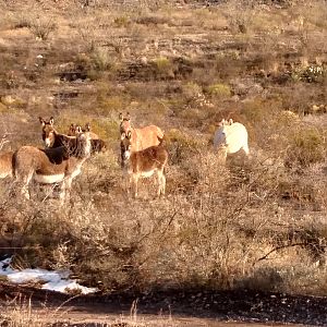 BBRSP 2015 burros