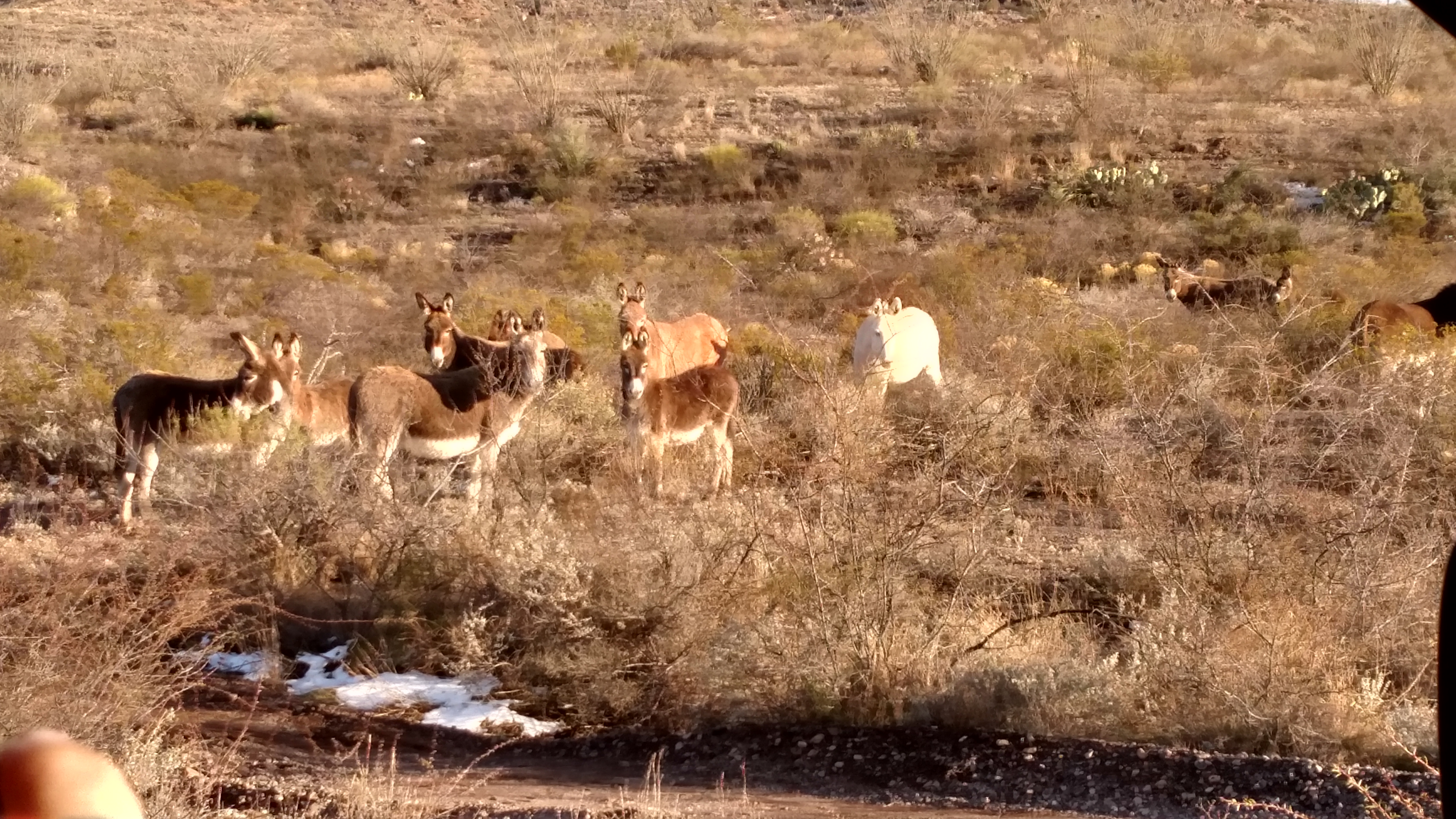 BBRSP 2015 burros